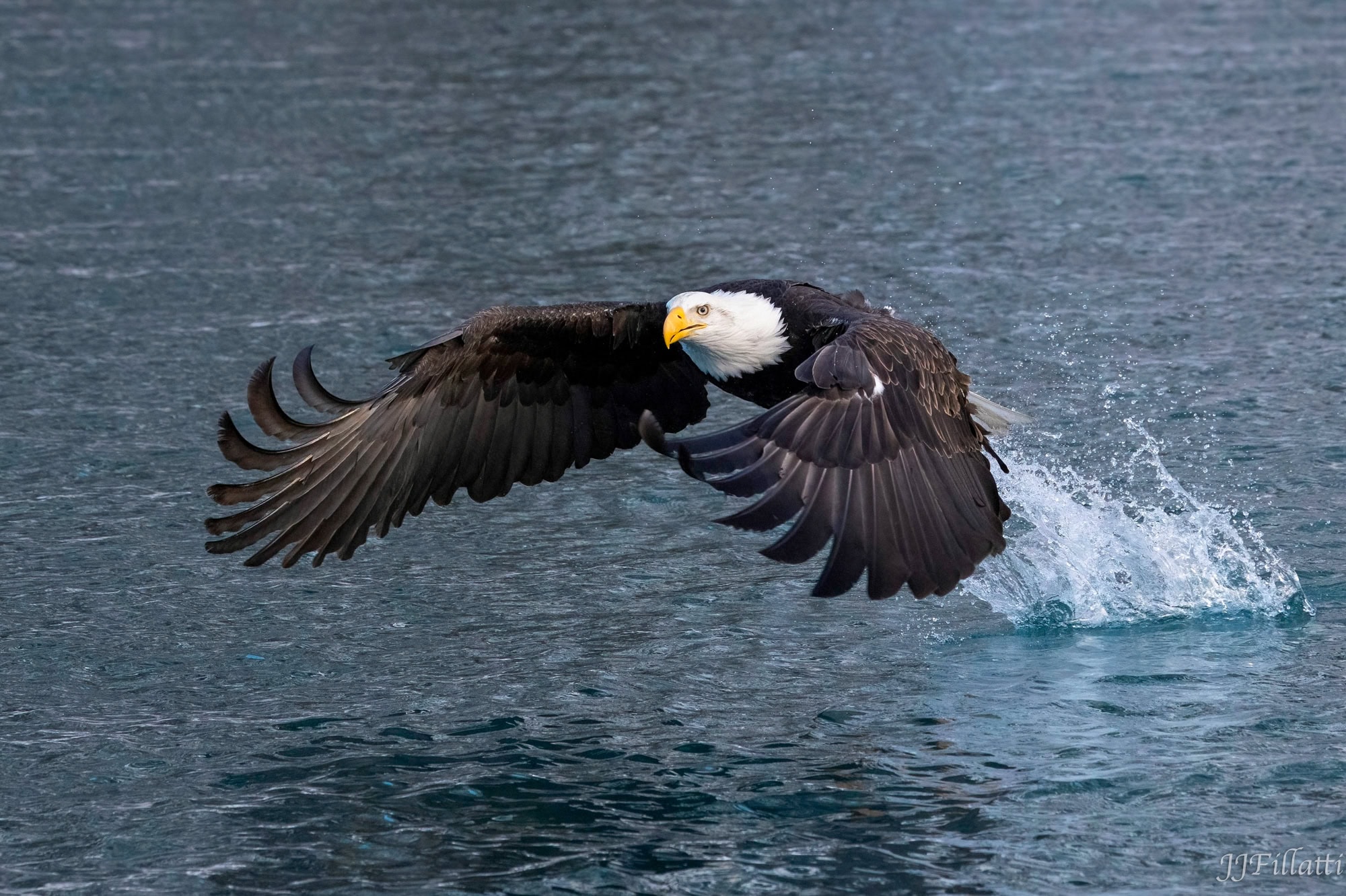 bird of homer alaska image 2